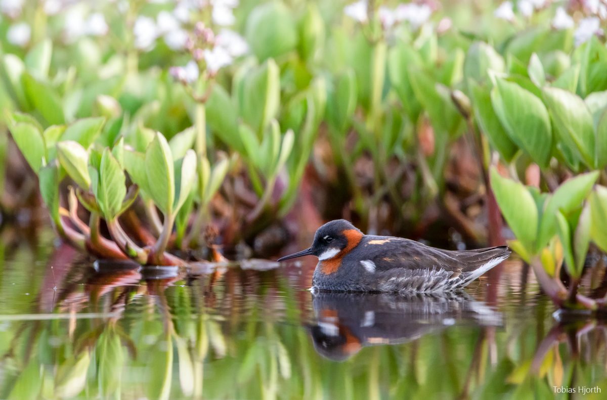 Red-necked phalarope in environment