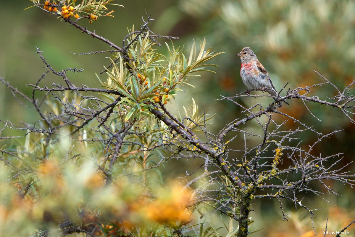 Common Linnet 1