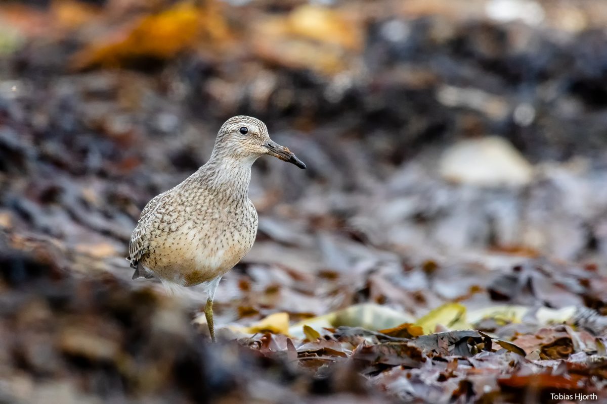 The Red knot in natural habitat